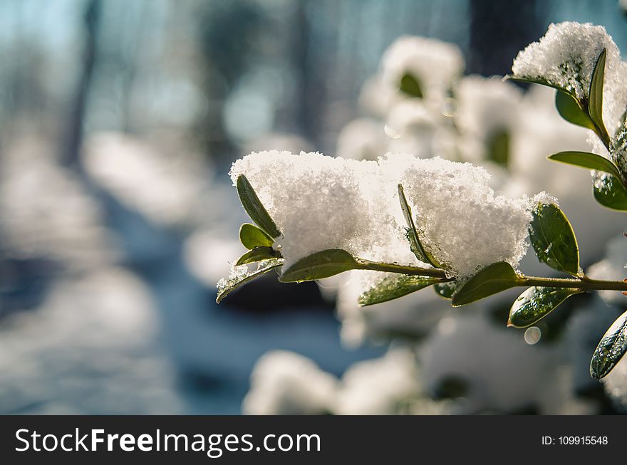 Selective Focus Photography of Plant Covered with Snow