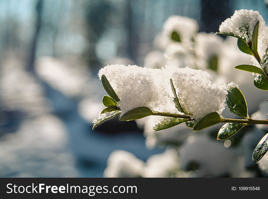 Selective Focus Photography Of Plant Covered With Snow