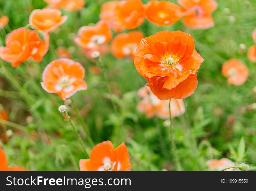 Close-up Photography of Orange Petaled Flowers