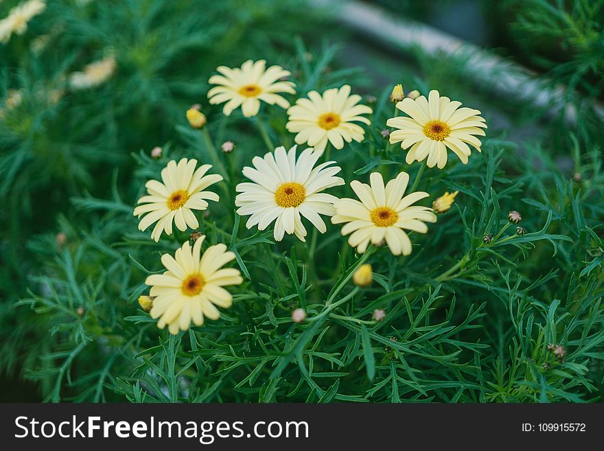 Daisy Flower Surrounded By Grass