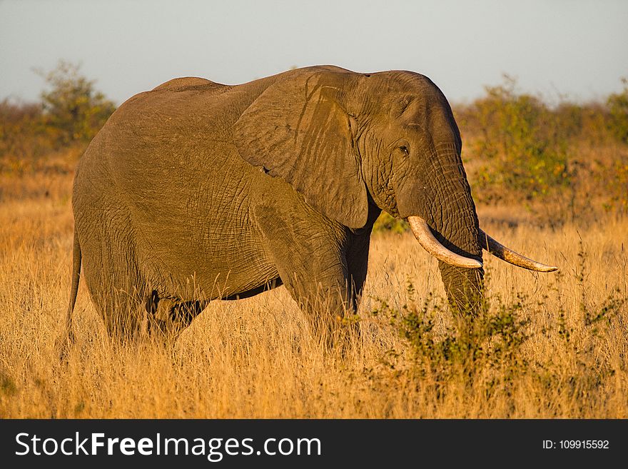 Close-up Photo Of Elephant