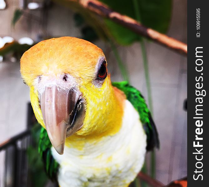 Close-up Photo Of A Parakeet Bird