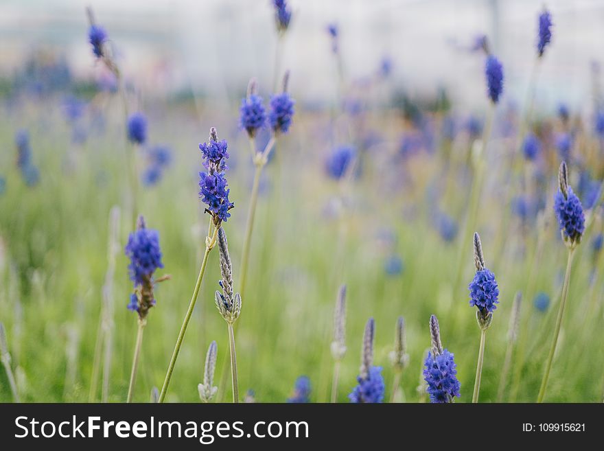 Selective Focus Photography of Blue Petaled Flowers