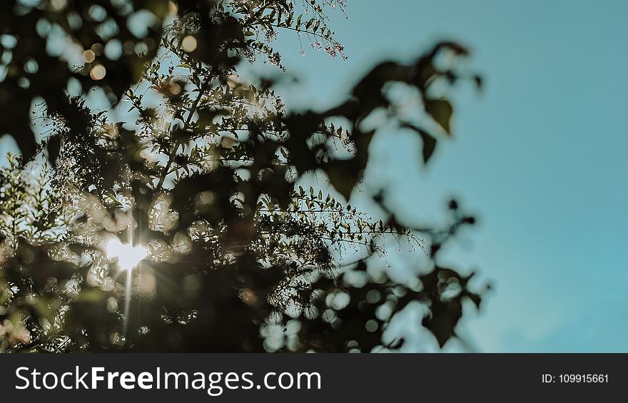 Silhouette of a Tree Leaves