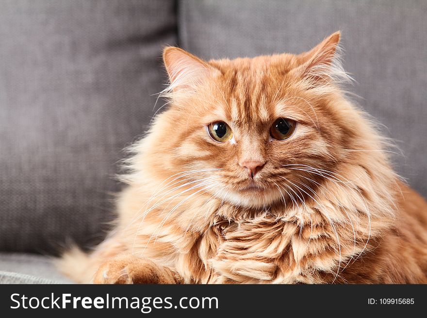 Brown Long Coated Fur Cat