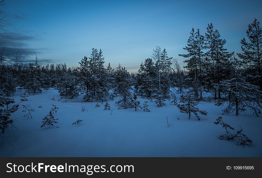 Green Pine Trees With Snow Photography