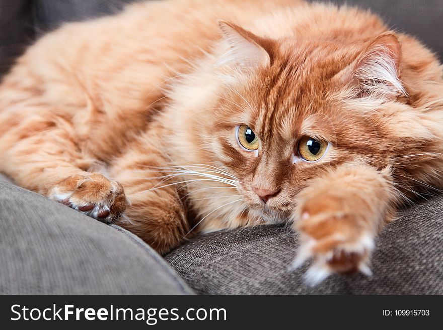 Orange Cat Lying On Grey Couch