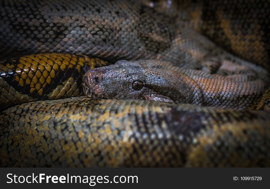 Closeup Photo of Anaconda