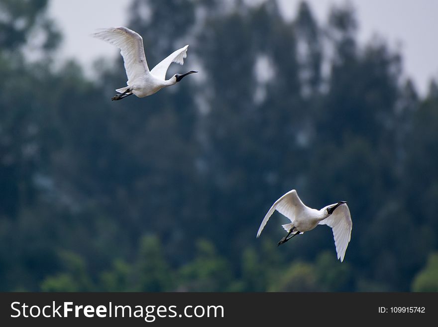 Two White Ibis Flying