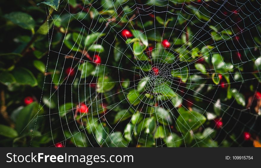 Close-up Photo of Spider Web