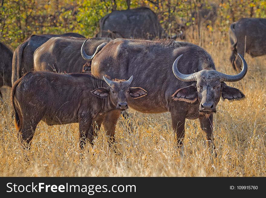 Herd of Black Water Buffalo