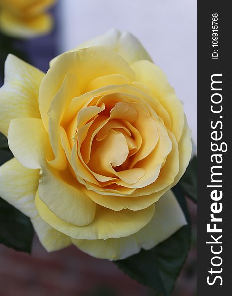 Yellow Rose Flower in Close-up Photography
