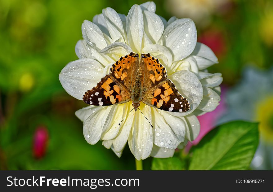 Brown Butterfly on White Petaled Flower