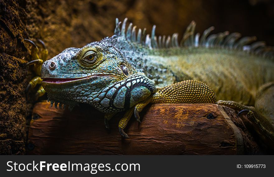 Blue and Brown Iguana