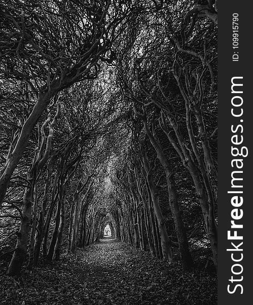 Trees In Grayscale Photography