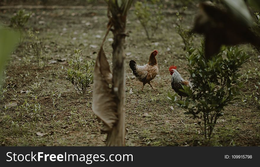 Two Brown Hen and White Rooster Standing Near Green Plants