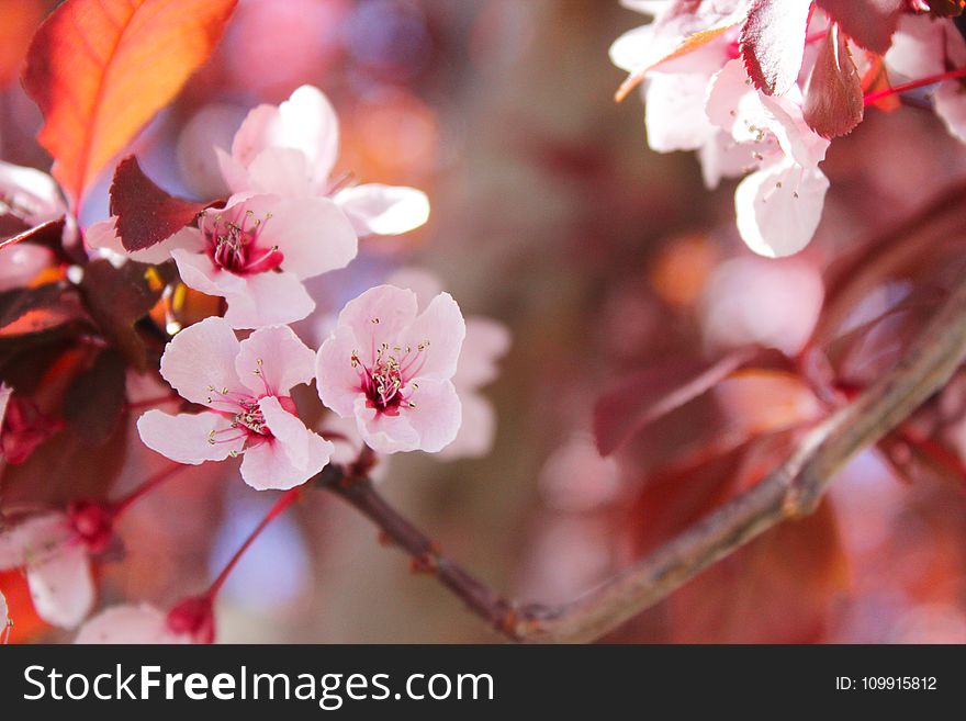 Selective Focus of Sakura Tree