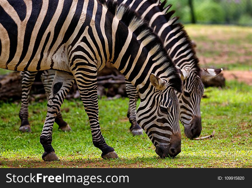 Photography Of Two Zebra Eating Grass