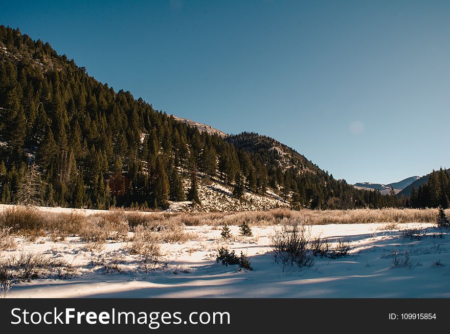 Photography of Trees on Mountain