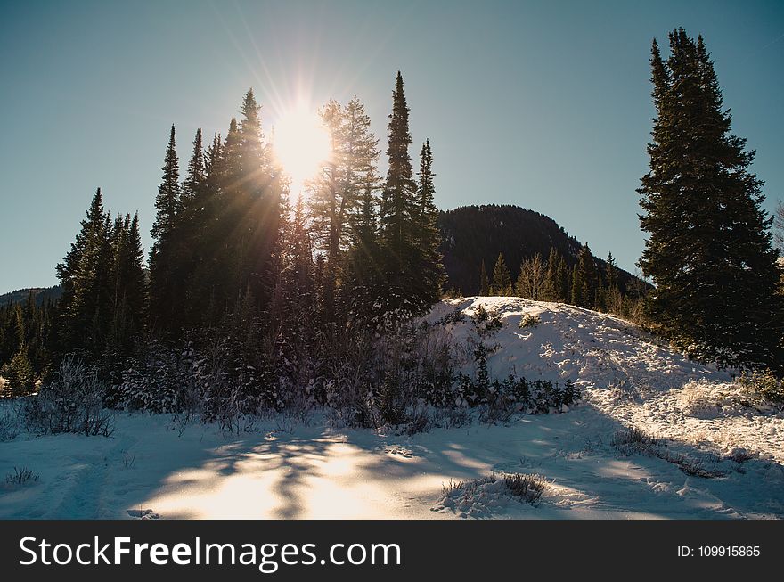 Hill Top With Snow and Trees