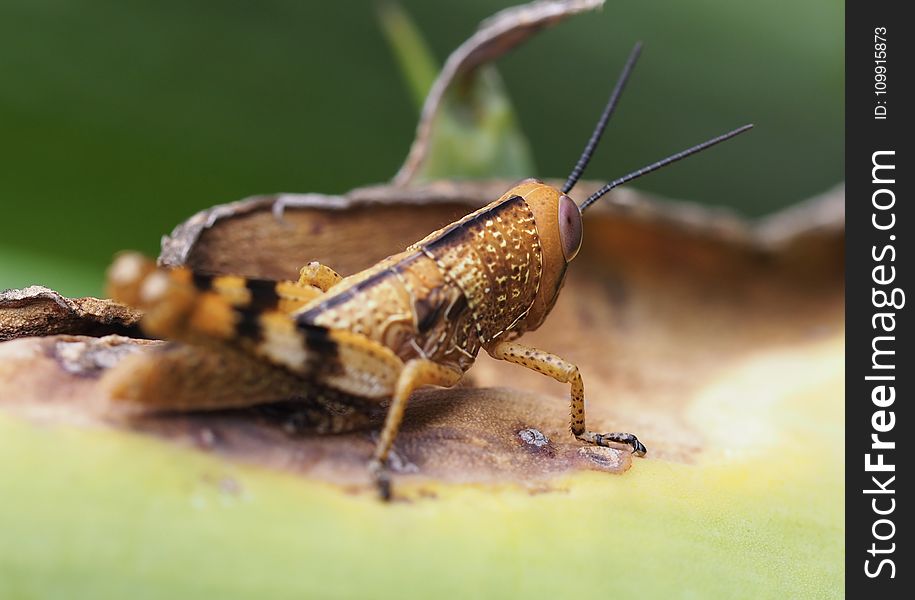 Macro Photography of Grasshopper