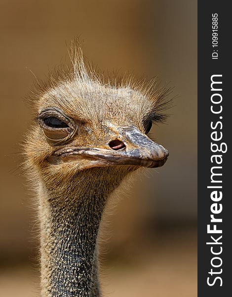 Brown Ostrich