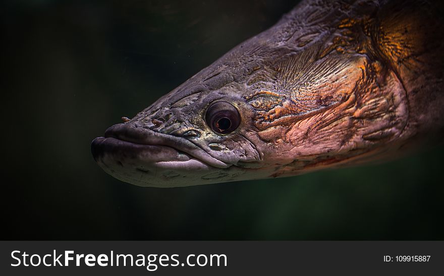 Black And Brown Fish