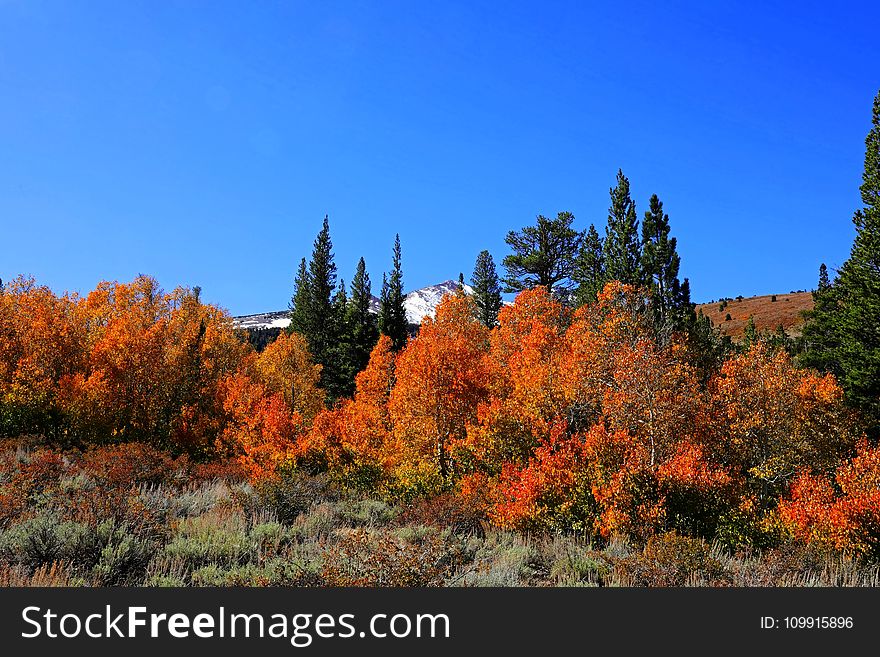 Field Surround With Orange Leaf Trees