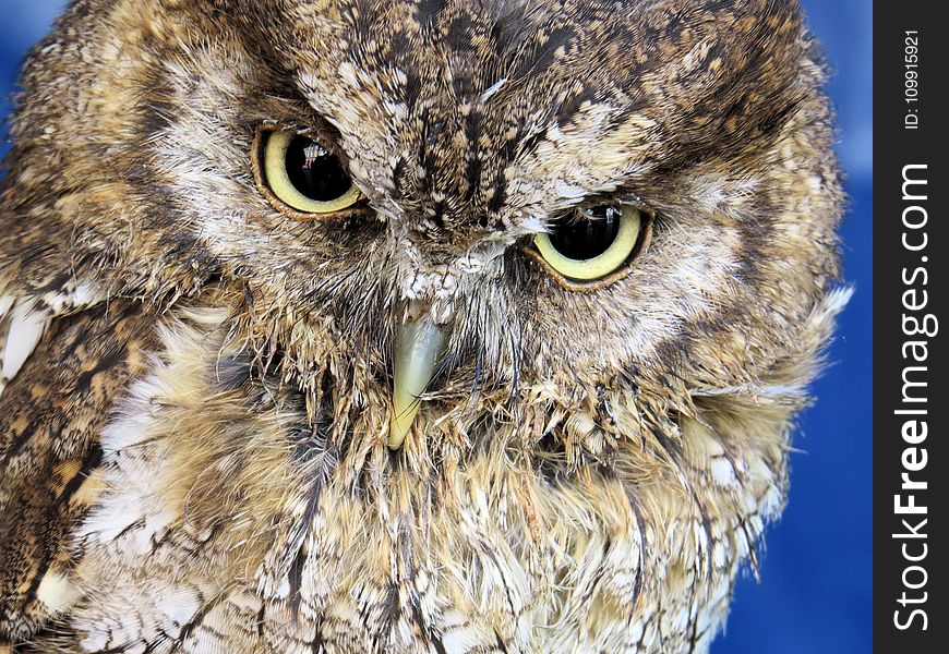 Closeup Photo Of Owl
