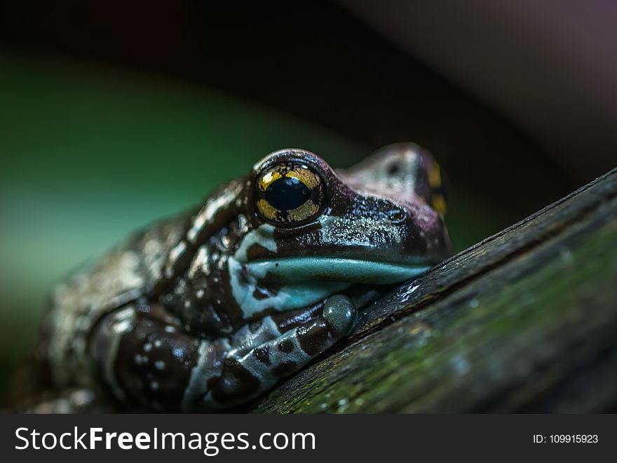 Selective Focus Photo of Brown and Green Frog