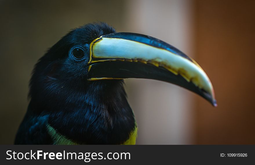 Black and Grey Toucan