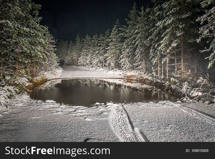 Roadway Filled by Snow Surrounded by Pine Trees Landscape Photography