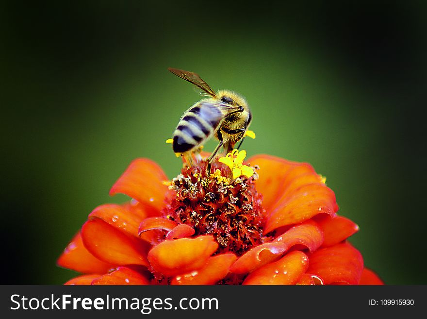 Honeybee Perched on Red Petaled Flower in Closeup Photography