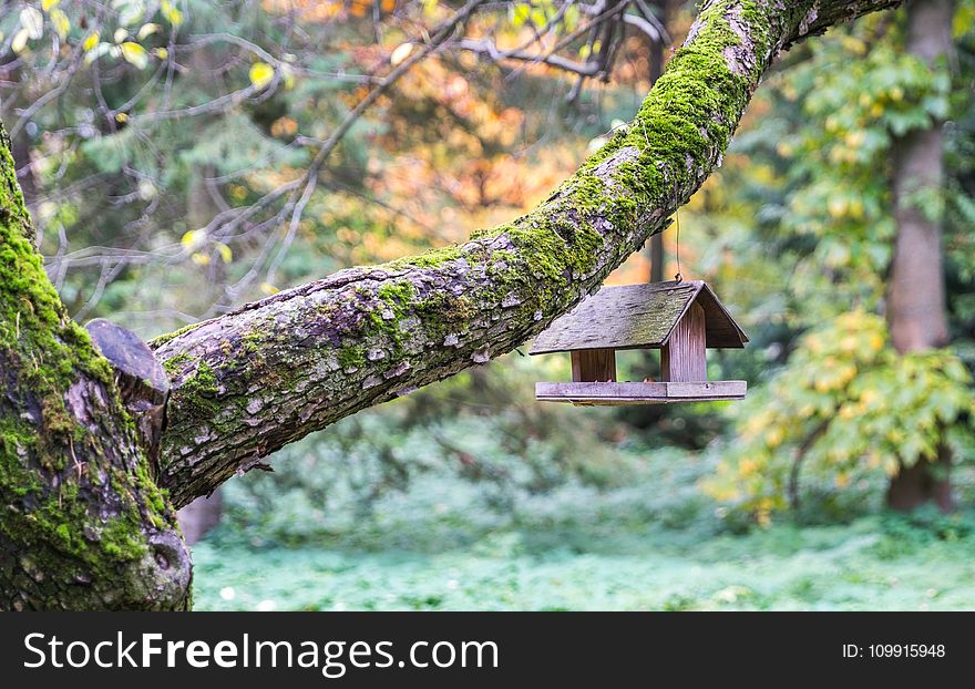 Brown Wooden Bird Cage Hangs On Gray Tree Branch