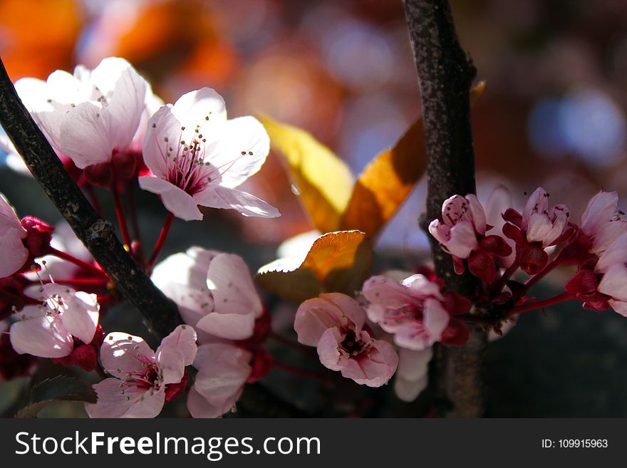 Close-up Photo of Cherry Blossoms