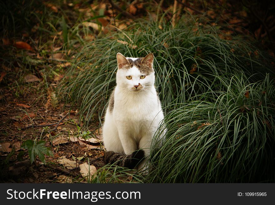 Cat Sitting Beside Green Grass