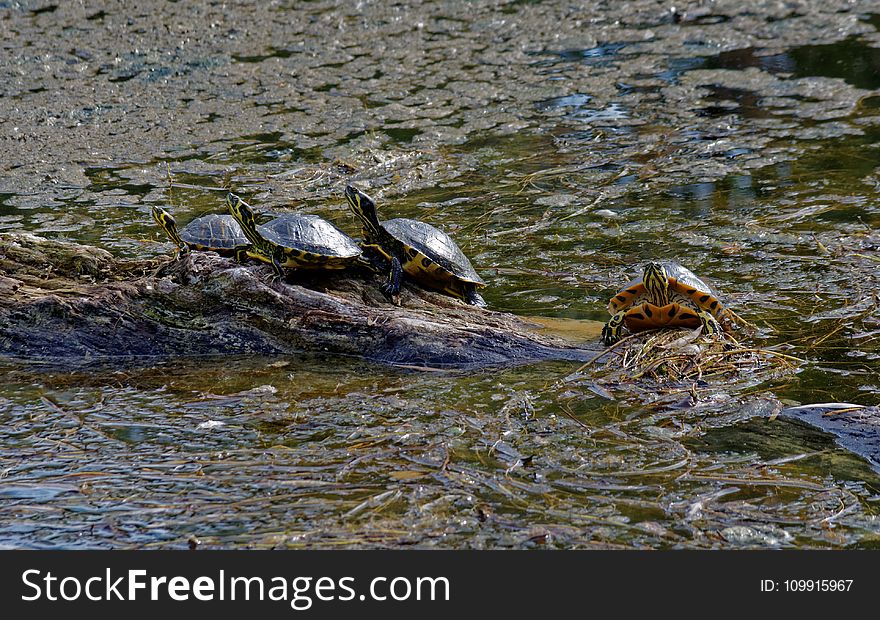 Turtles On Brown Rock Near Body Of Water