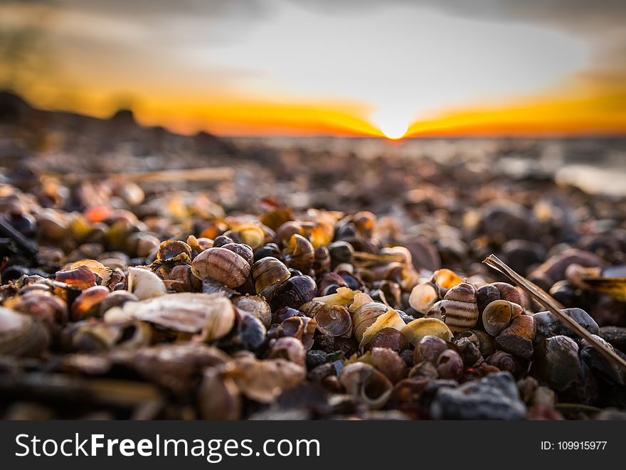 Selective Focus Photography Of Snail Shells