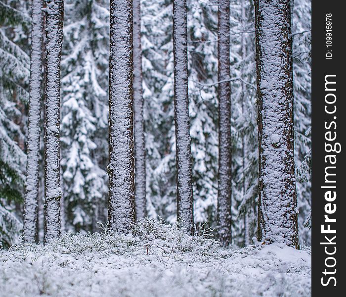 Shallow Focus Photography Of Trees Filled Of Snow