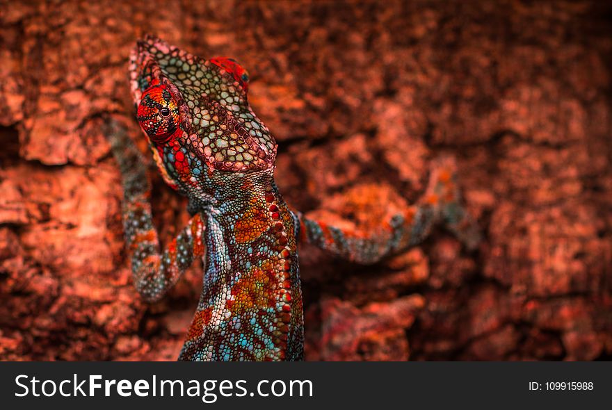 Close-up Photo Multicolored Lizard