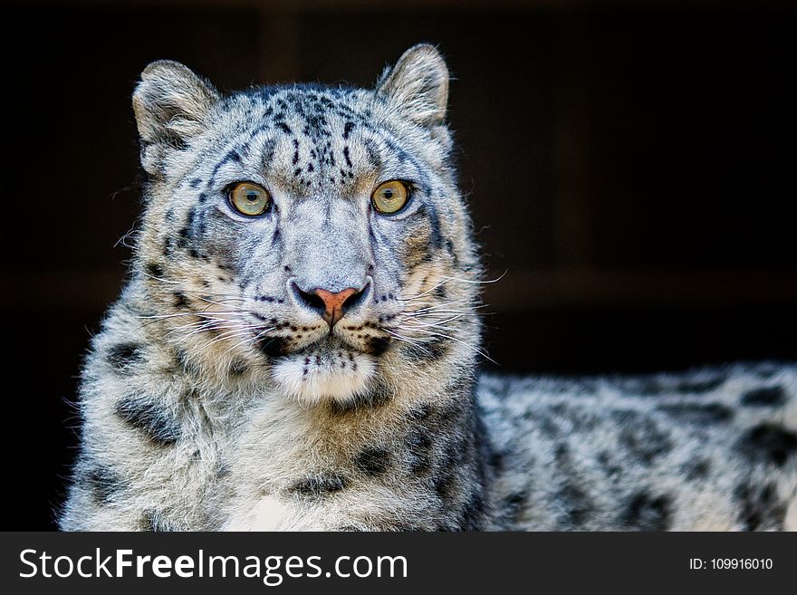 Close-Up Photography Of Leopard