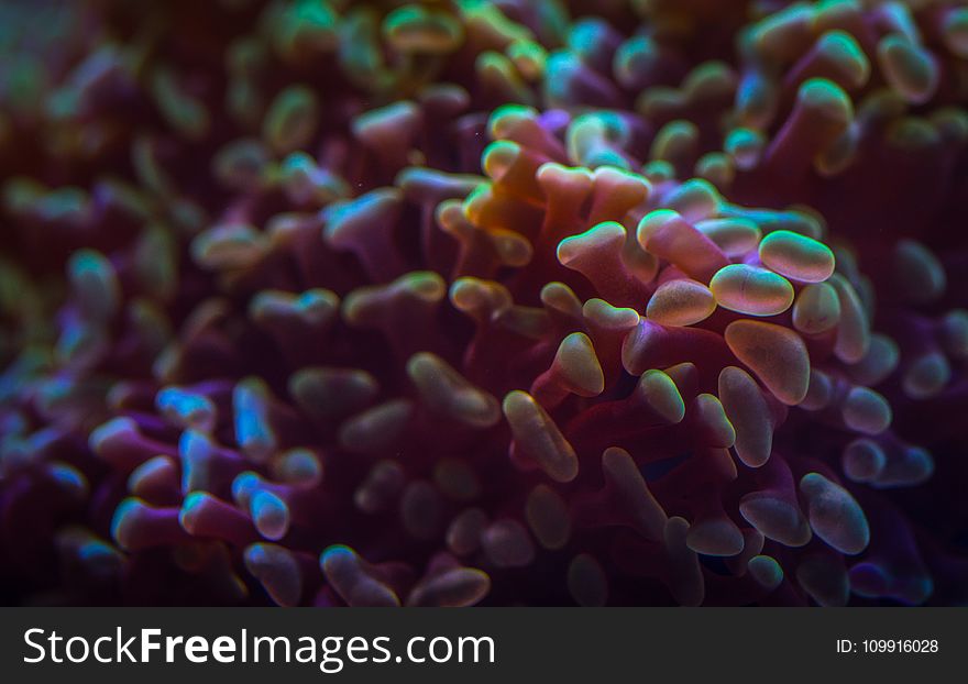 Pink And Yellow Reefs