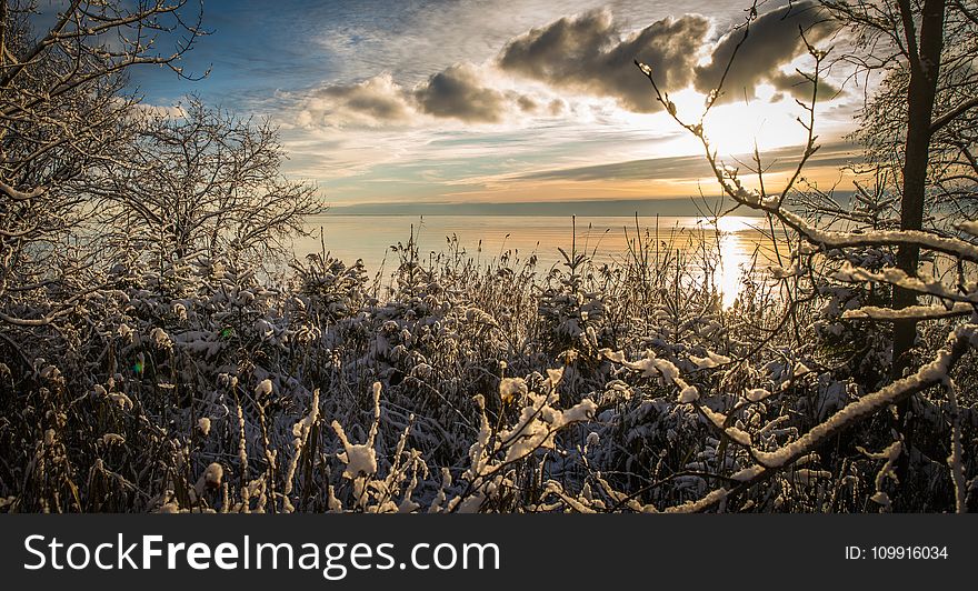 Tree Branches With Snow