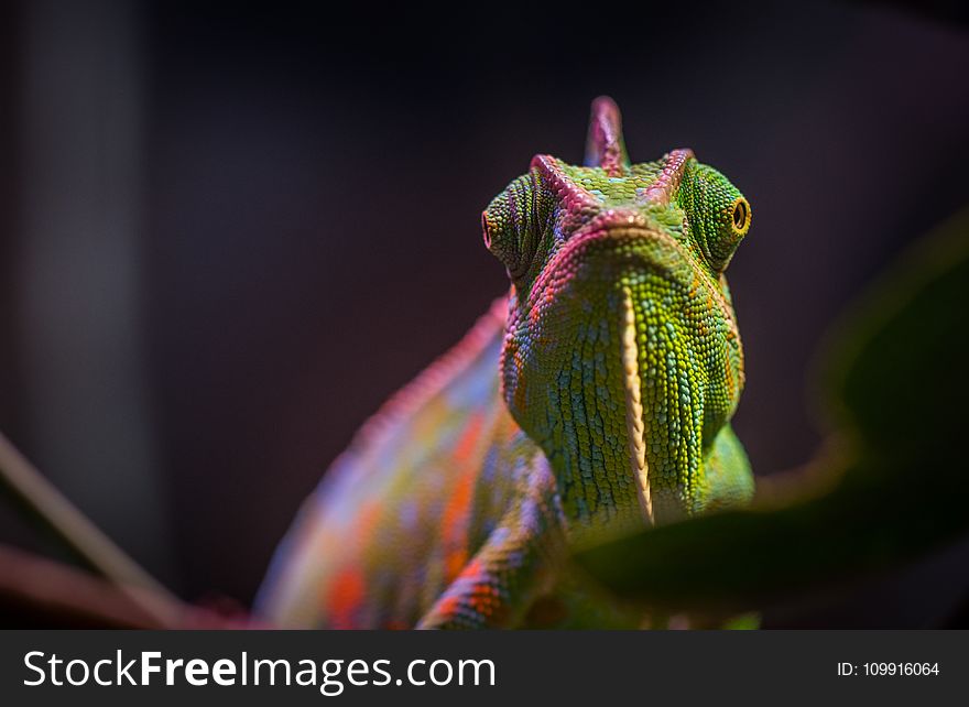 Chameleon in Tilt Shift Lens Photography