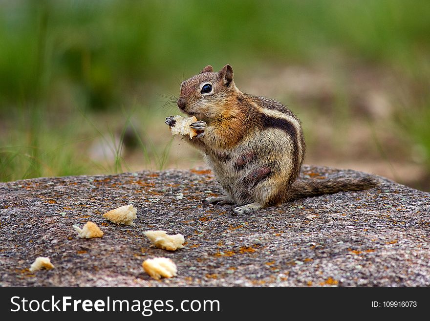 Photography Of Brown Chipmunk Eating On Top Of Rock