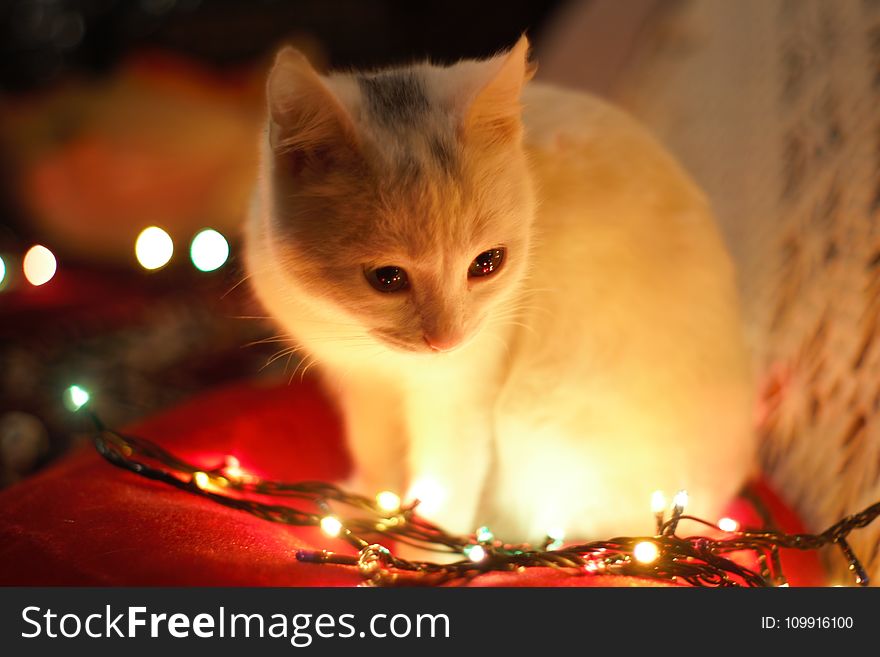 Close-Up Photography of White Cat Besides Christmas Lights