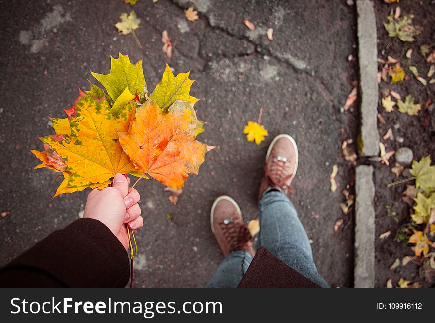 Person Holding Maple Leaves