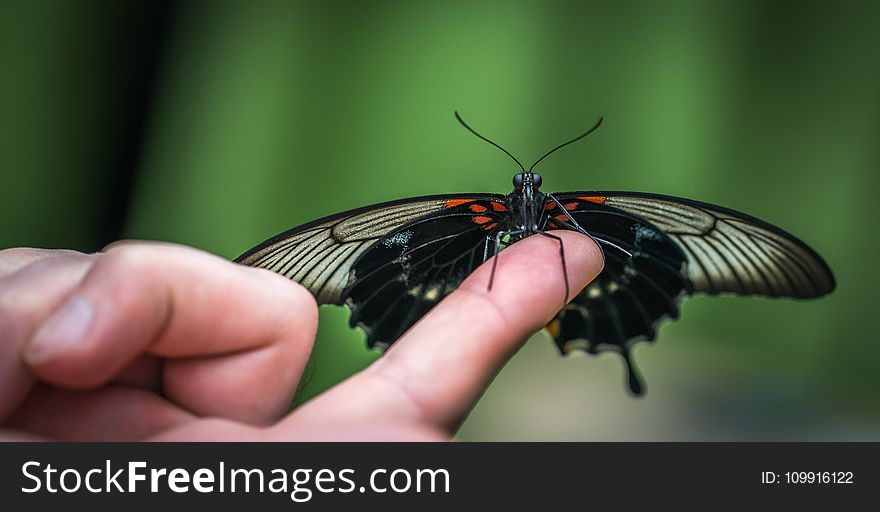 Shallow Focus Photograph Of Black Butterfly On Person&x27;s Index Finger