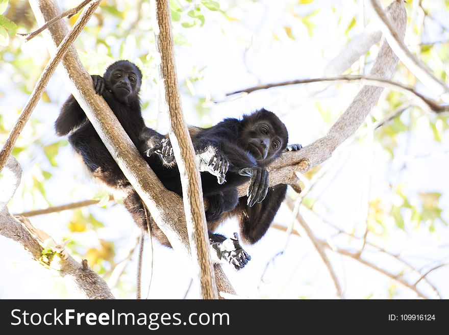 Two Black Monkey Climbing On Tree