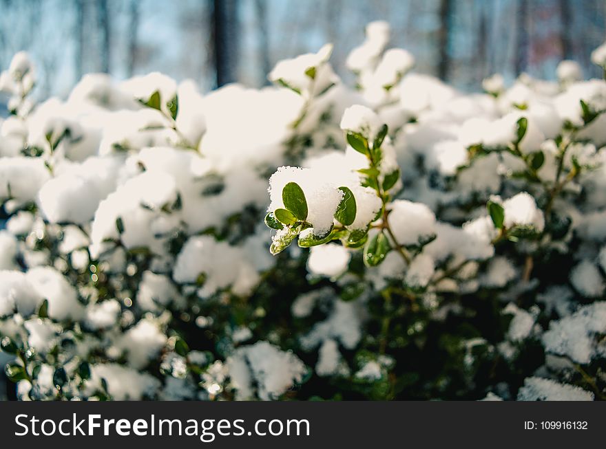Photography of Snow on Plants